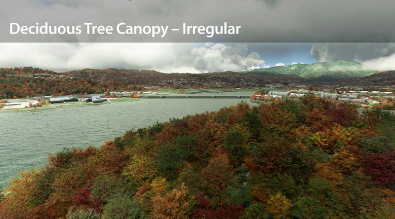 Irregular canopy of deciduous trees.