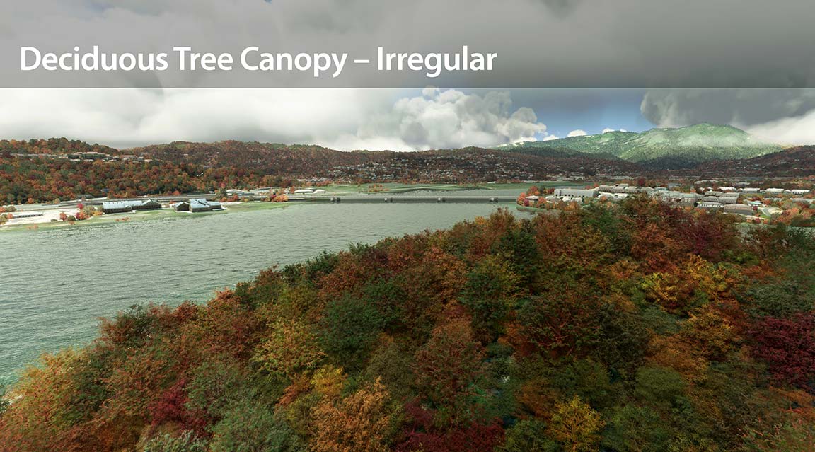 Irregular canopy of deciduous trees.