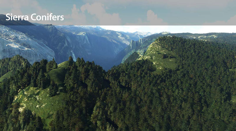 Sierra conifers, basking in the beautiful light.