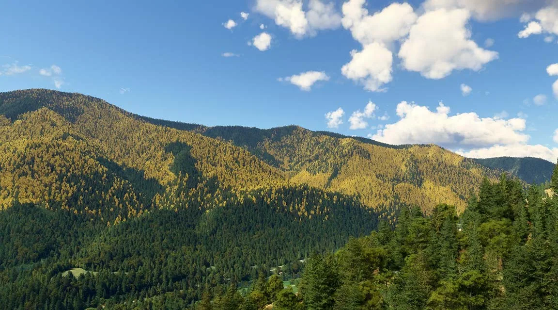 Golden aspen and larch trees in autumn among green conifers rendered with AccuSeason